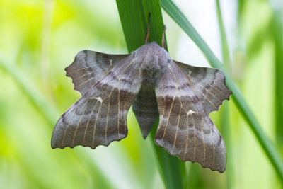 Poplar hawk-moth
