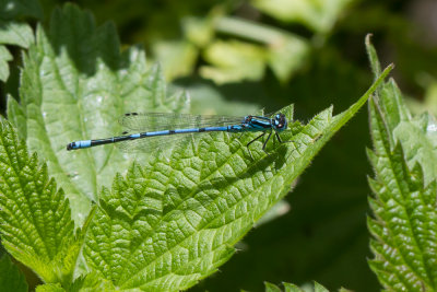 Azure damselfly