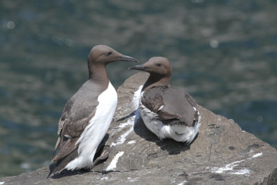 Common guillemot