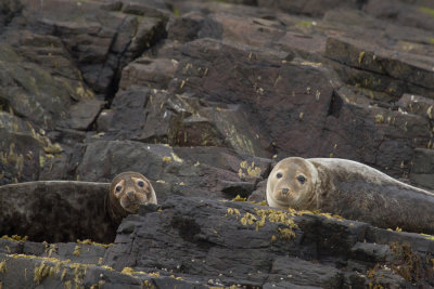 Common seal