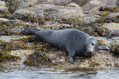 Grey seal