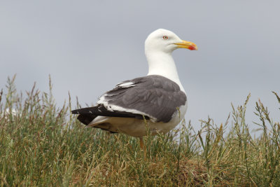 Lesser black-backed gull