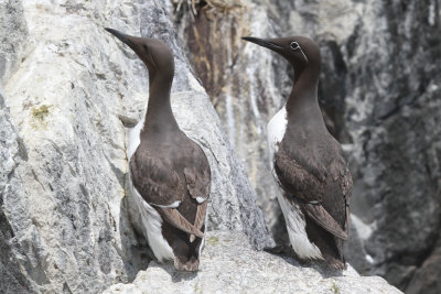 Guillemot