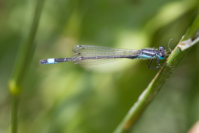 Blue-tailed damselfly