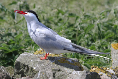 Arctic tern