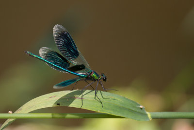 Banded demoiselle