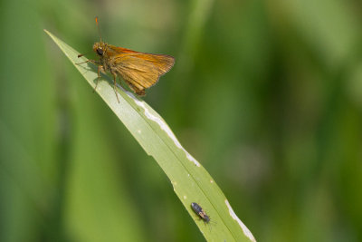 Large skipper