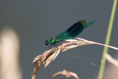 Banded demoiselle