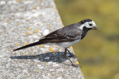 Pied/White wagtail