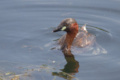 Little grebe