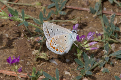 Common blue