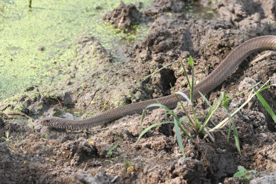 Indian rat snake