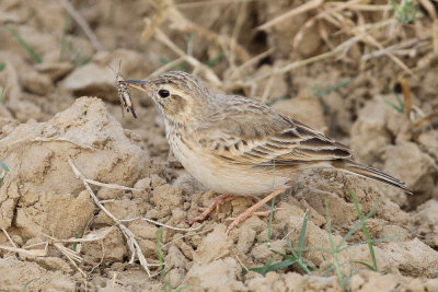 Wagtails - Pipits (19)