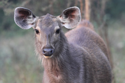 Sambar deer