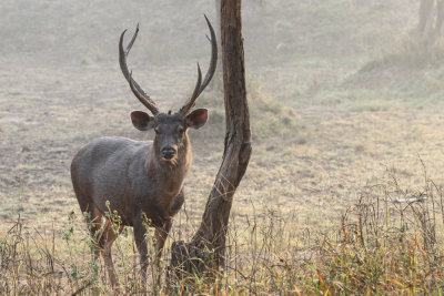 Sambar deer