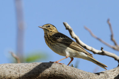 Tree pipit