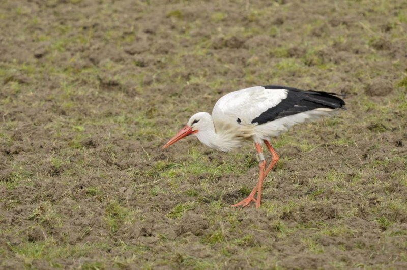 Ooievaar / White Stork / Olst/Wijhe