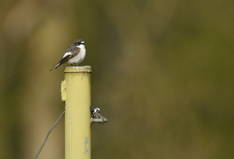 Bonte Vliegenvanger / European Pied Flycatcher / Heerde