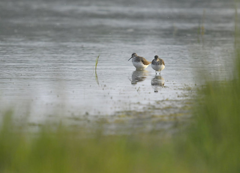 Witgat / Green Sandpiper (Wassenaar)