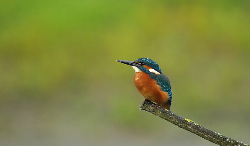 IJsvogel / Common Kingfisher (Oelemars Losser)