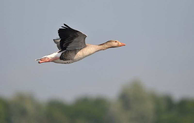 Grauwe Gans / Greylag Goose (de Starrevaart)