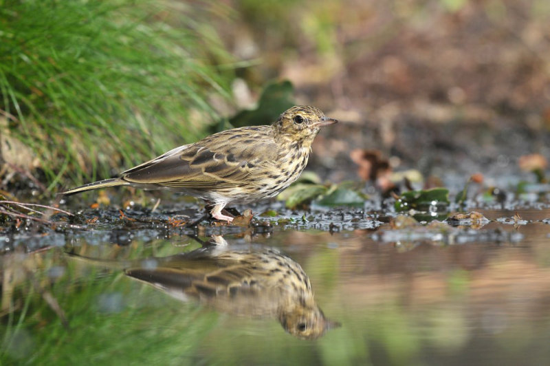 Zanglijster / Song Thrush (HBN-hut Lemele)