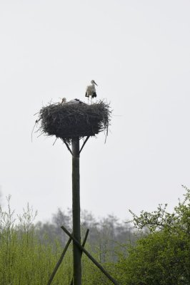 Ooievaar / White Stork / Olst/Wijhe