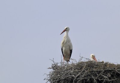 Ooievaar / White Stork / Olst/Wijhe