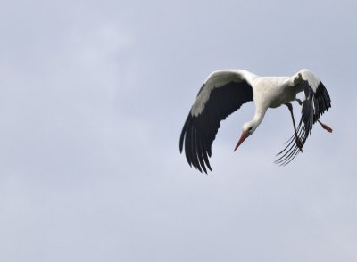 Ooievaar / White Stork / Olst/Wijhe