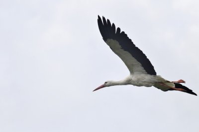 Ooievaar / White Stork / Olst/Wijhe