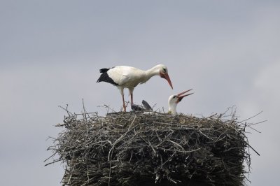 Ooievaar / White Stork / Olst/Wijhe