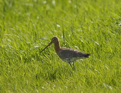 Grutto / Black-tailed Godwit / Heerde