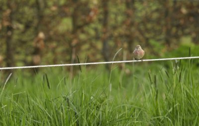 Kneu / Common Linnet / Heerde