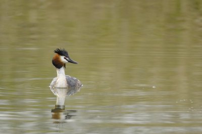 Fuut / Great Crested Grebe / Duursche Waarden