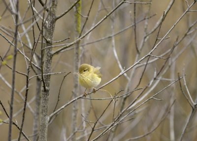 Fitis / Willow Warbler / Haaksbergerveen