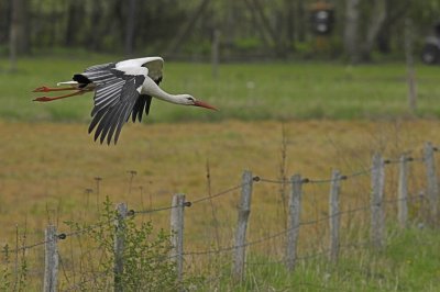 Ooievaar / White Stork / Olst/Wijhe