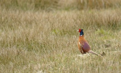 Fazant / Common Pheasant/ Haaksbergerveen