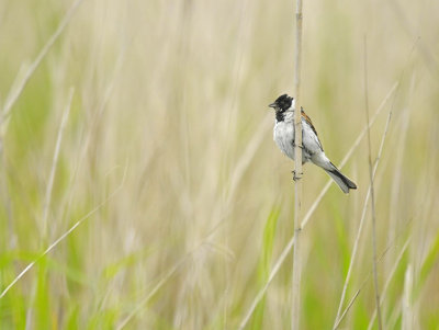 Rietgors / Common Reed Bunting (Starrevaart)