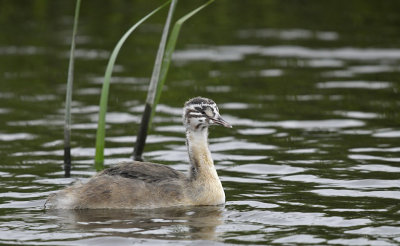 Fuut (juveniel) / Great Crested Grebe (Starrevaart)