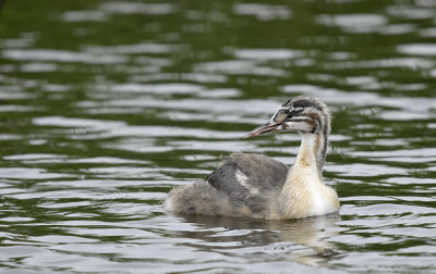Fuut / Great Crested Grebe (Starrevaart)