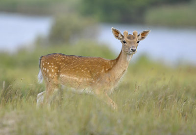 Damhert / Fallow deer (AWD)