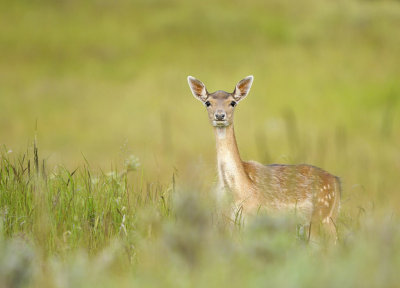 Damhert / Fallow deer (AWD)