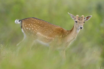 Damhert / Fallow deer (AWD)