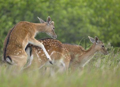 Damhert / Fallow deer (AWD)