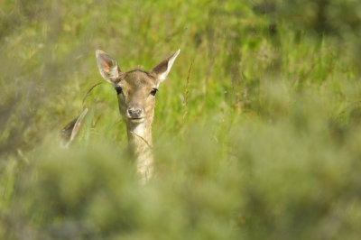 Damhert / Fallow deer (AWD)