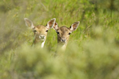 Damhert / Fallow deer (AWD)