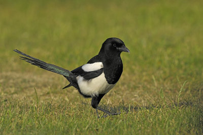 Ekster / Eurasian Magpie (Katwijk)