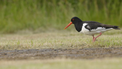 Scholekster / Eurasian Oyster Catcher (Katwijk)