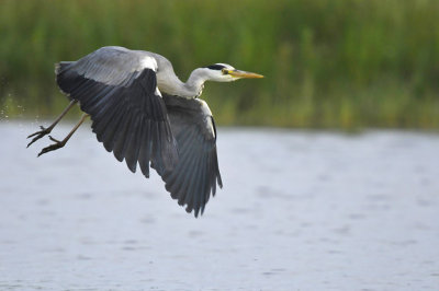 Blauwe Reiger / Grey Heron (Wassenaar)