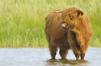 Schotse Hooglander (Wassenaar)